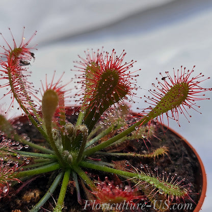 Drosera Oblanceolata, Sundew