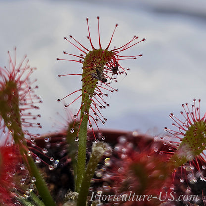 20+ Seeds Drosera Oblanceolata, Sundew