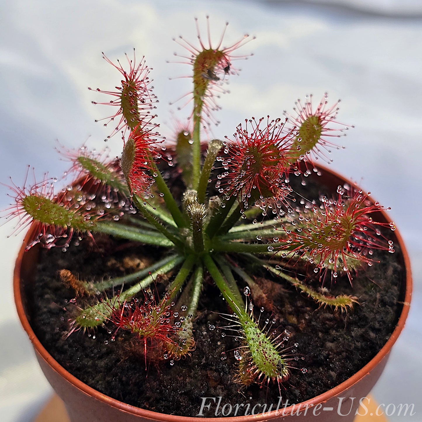 20+ Seeds Drosera Oblanceolata, Sundew