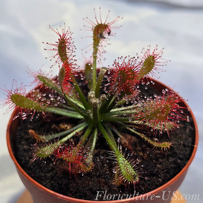 20+ Seeds Drosera Oblanceolata, Sundew