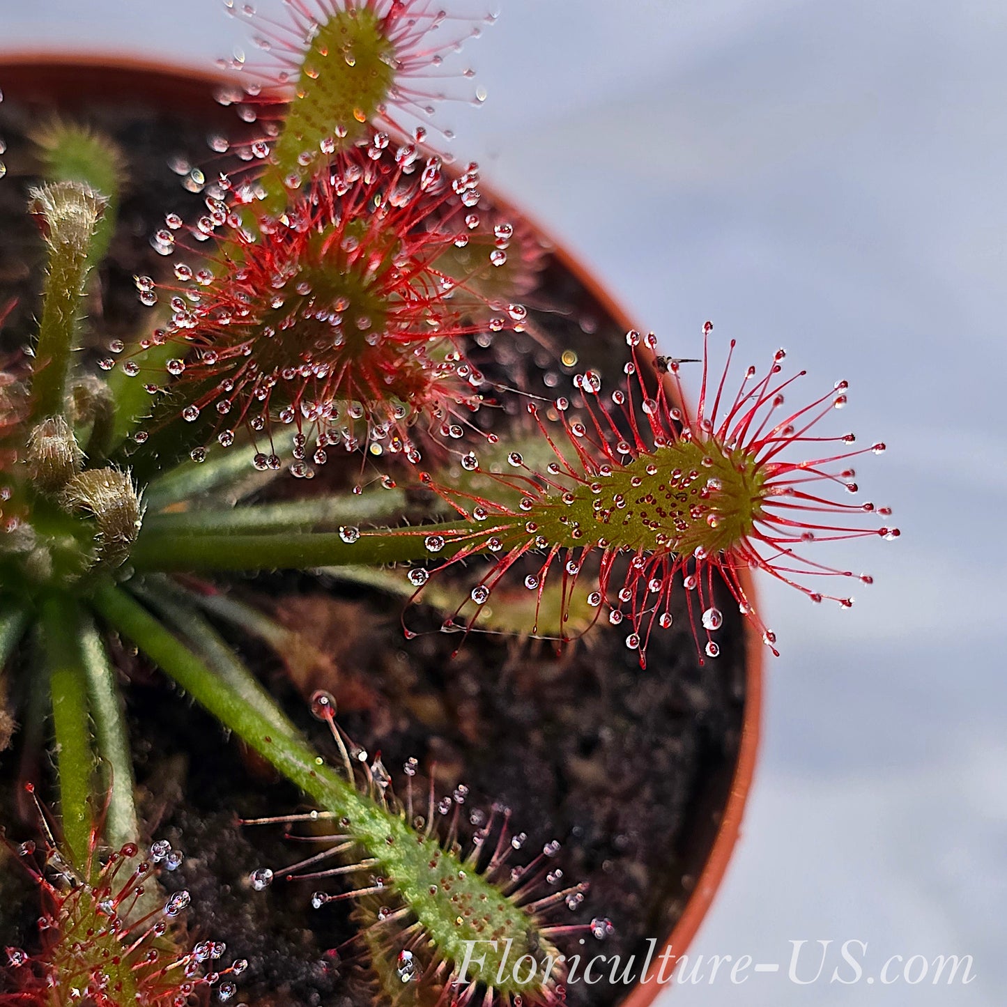 Drosera Oblanceolata, Sundew
