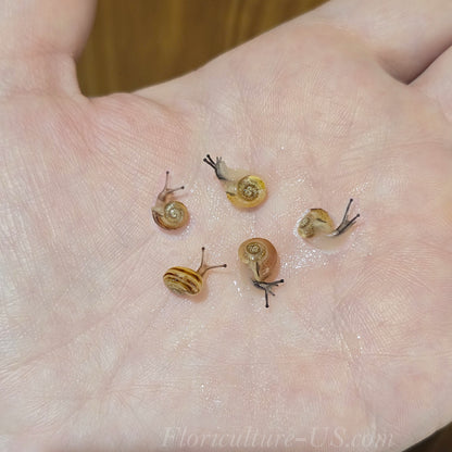 Five Various Baby Grove Snails