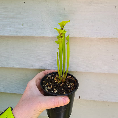 Sarracenia Flava, Live plant, Pitcher plant