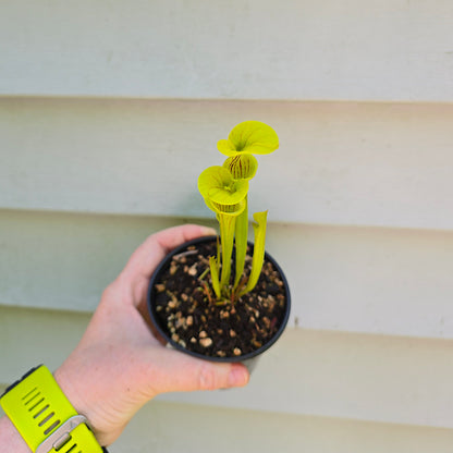 Sarracenia Flava, Live plant, Pitcher plant