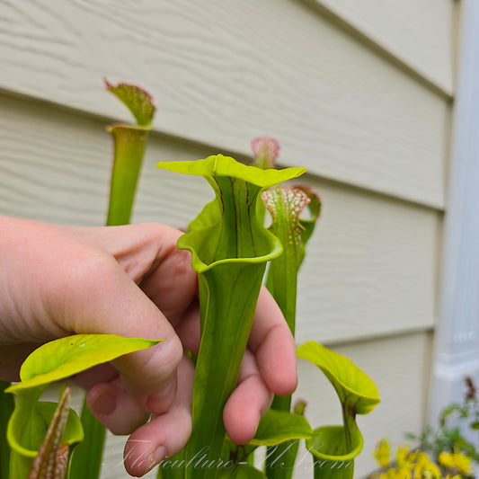 Sarracenia Flava, Live plant, Pitcher plant