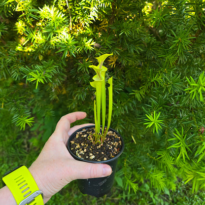 Sarracenia Flava, Live plant, Pitcher plant