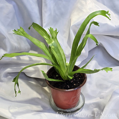 Asplenium Antiquum 'Crissie', Forked Bird's Nest Fern