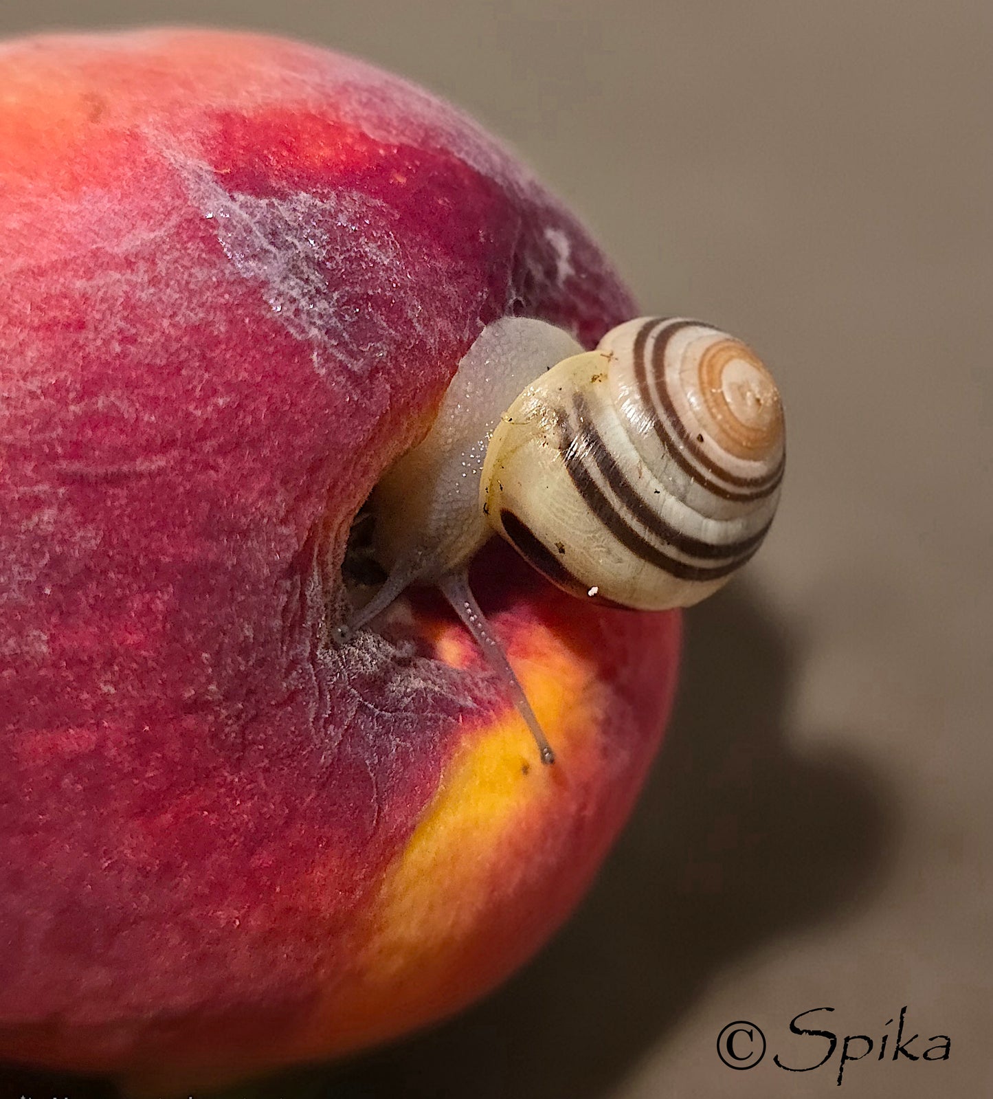 One  Grove Snail, Cepaea Nemoralis for sale