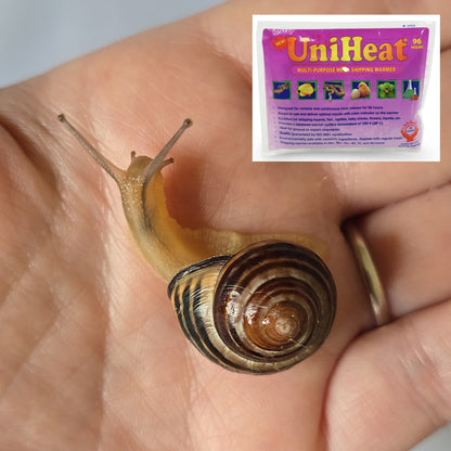 One Grove Snail, Cepaea Nemoralis for sale with Heat Pack