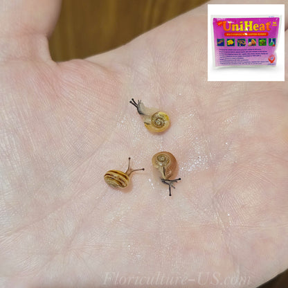Three Various Baby Grove Snails Cepaea Nemoralis with Heat Pack for sale