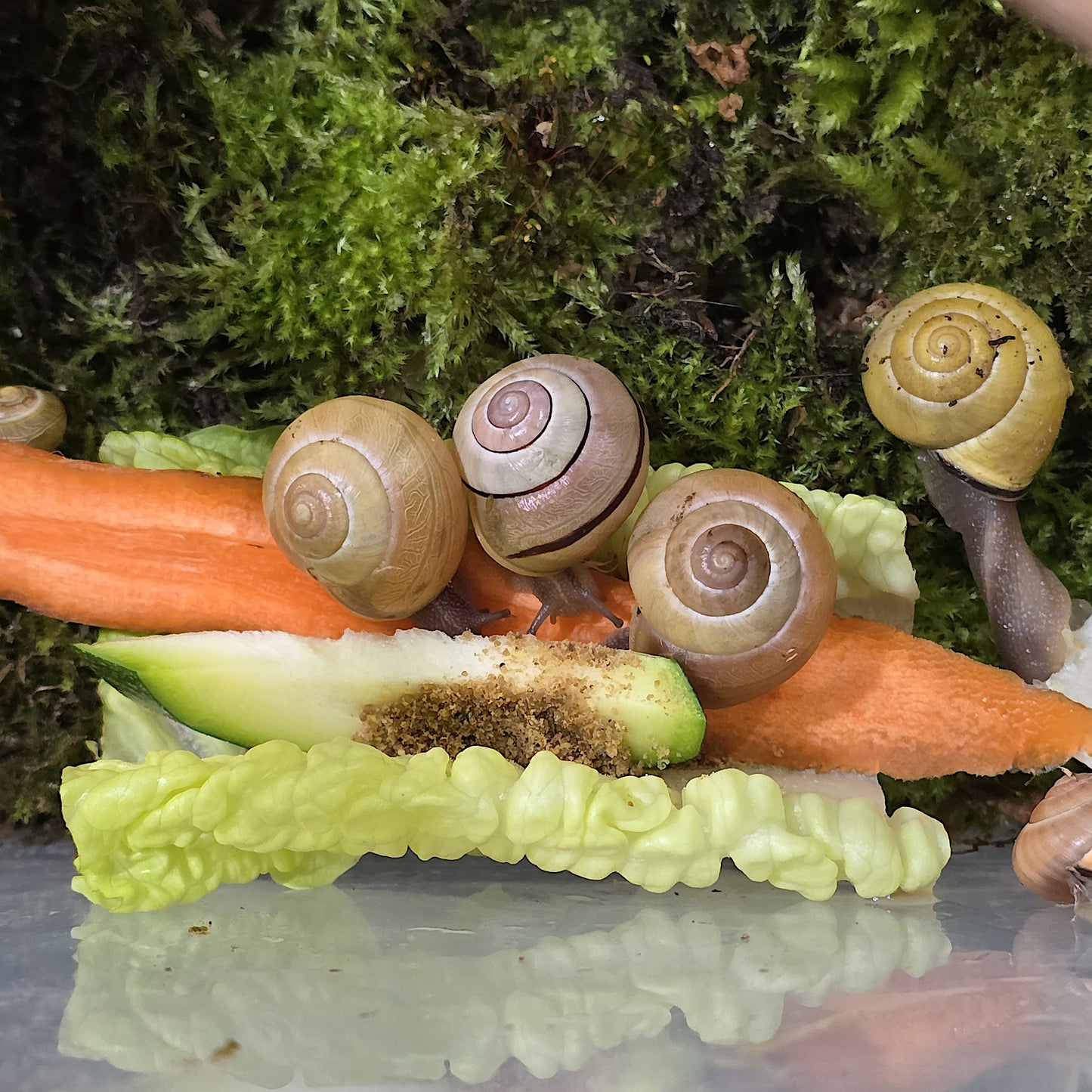 Grove Snails Cepaea Nemoralis