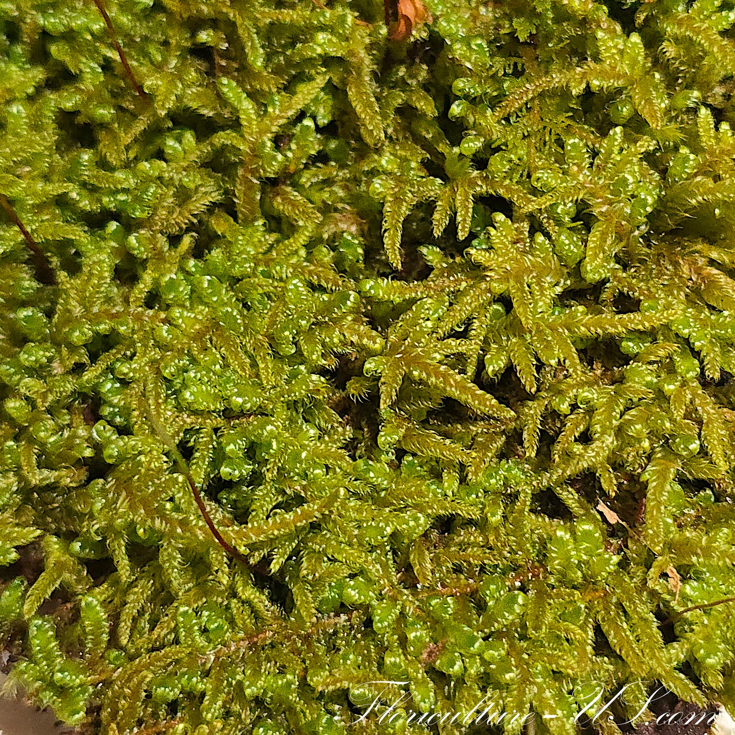 Hypnum Imponens, 3" x 3", Live Fresh Moss
