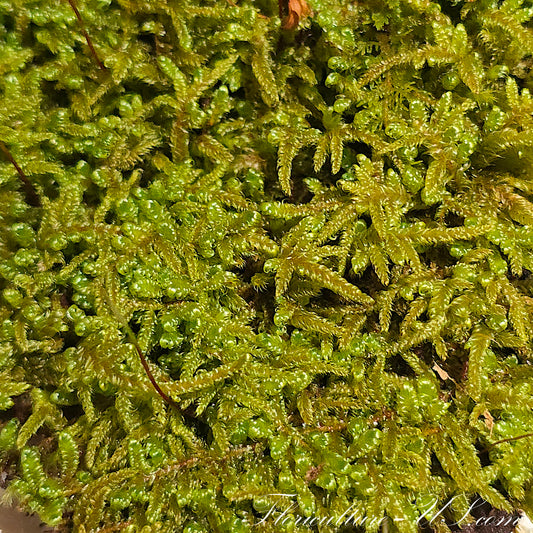 Hypnum Imponens, 3" x 3", Live Fresh Moss