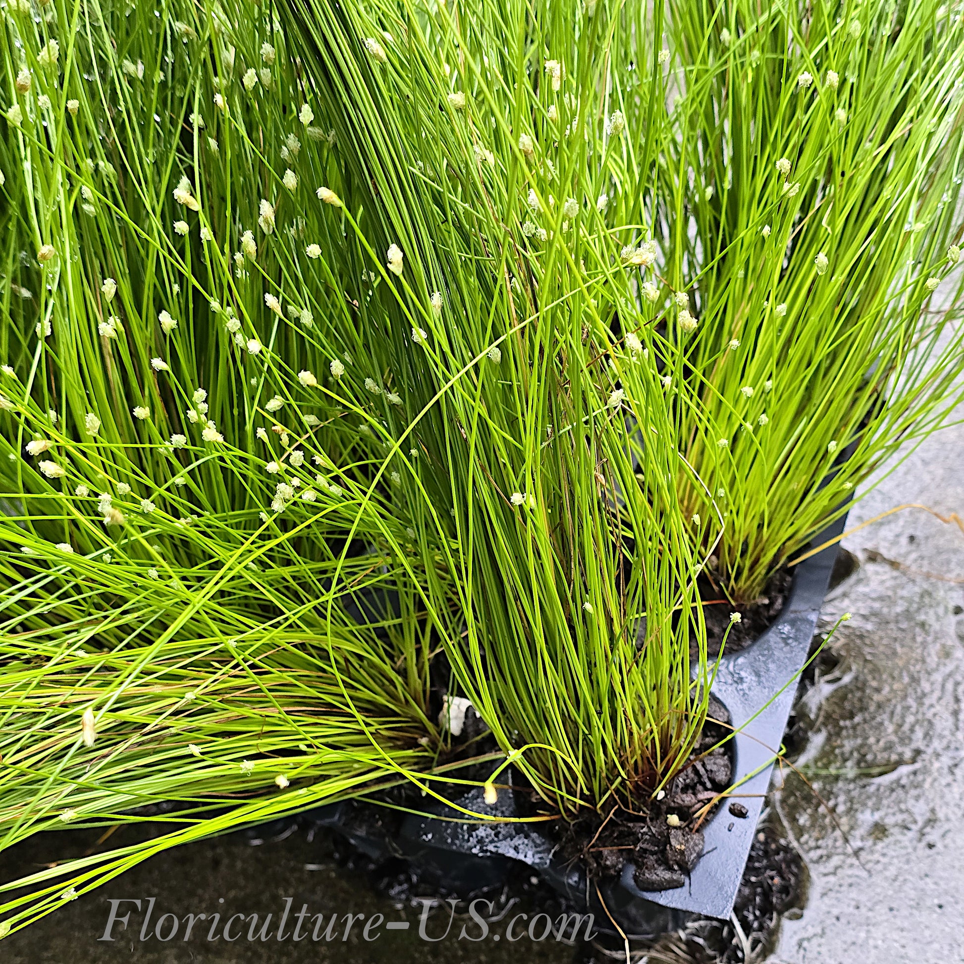 Fiber Optic Grass, Isolepis Cernua, Single Cell Starter Live Plant