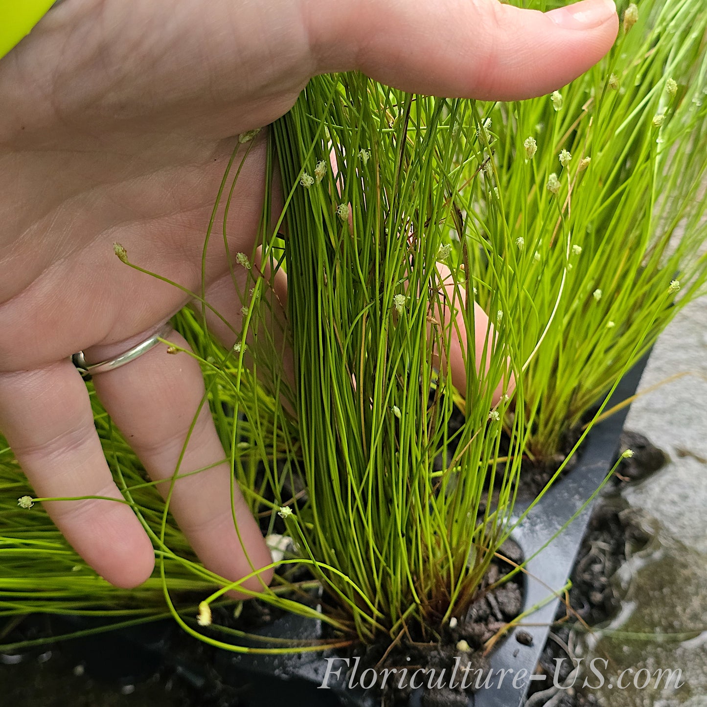 Fiber Optic Grass, Isolepis Cernua, Single Cell Starter Live Plant 2inch for sale