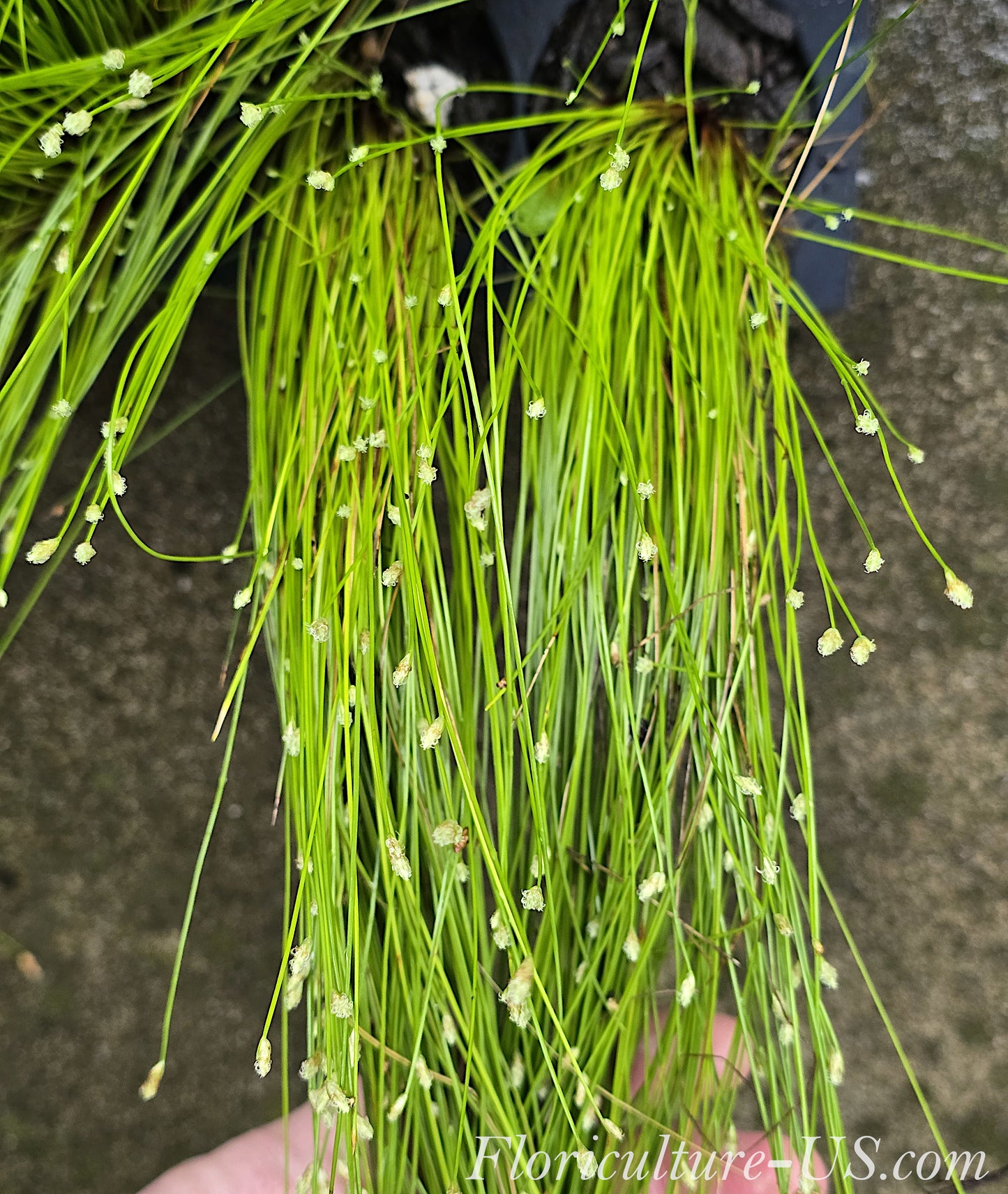 Fiber Optic Grass, Isolepis Cernua, Single Cell Starter Live Plant
