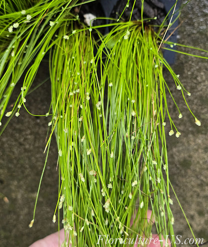 Fiber Optic Grass, Isolepis Cernua, Single Cell Starter Live Plant