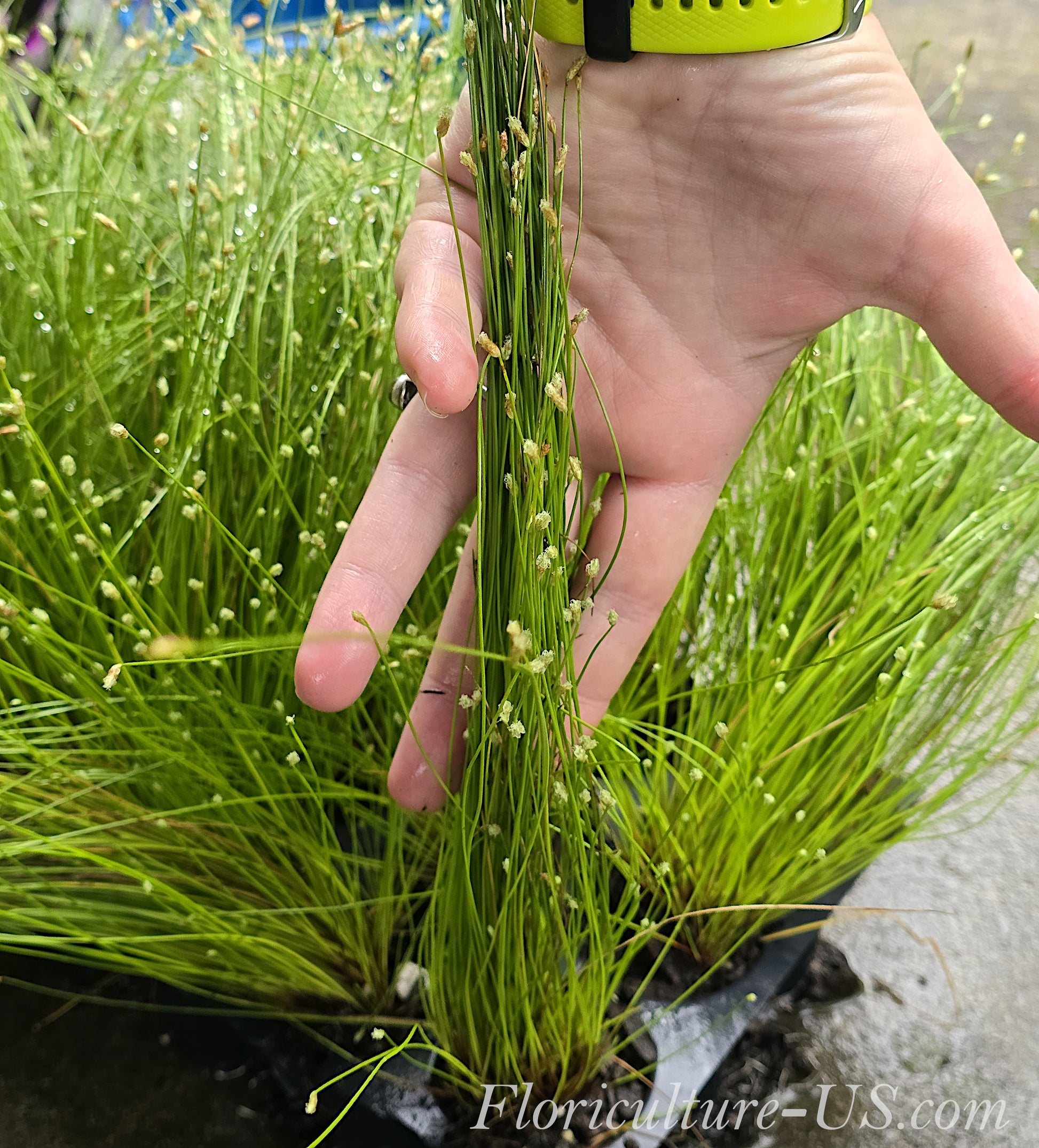 Fiber Optic Grass, Isolepis Cernua, Single Cell Starter Live Plant