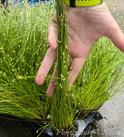 Fiber Optic Grass, Isolepis Cernua, Single Cell Starter Live Plant