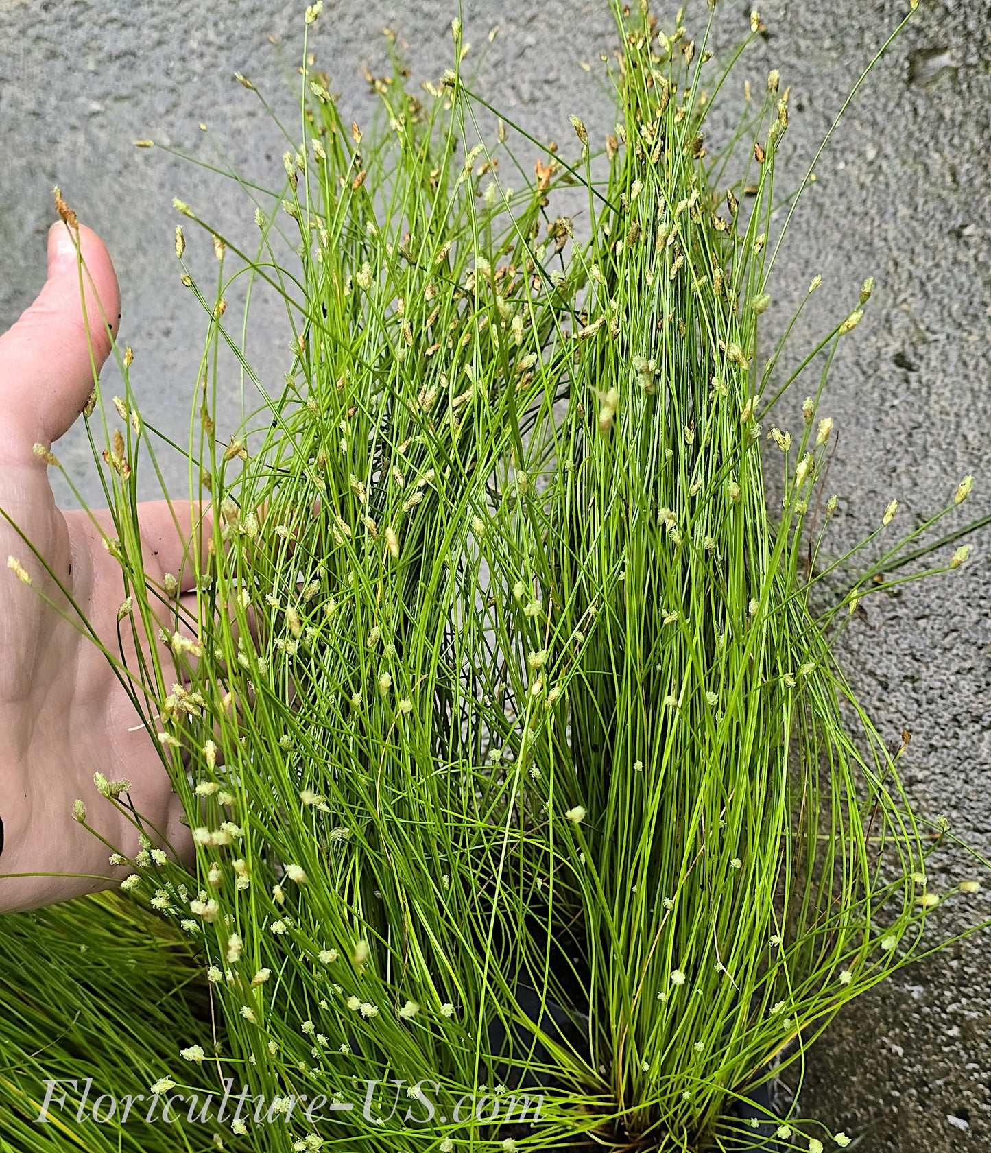 Fiber Optic Grass, Isolepis Cernua, Single Cell Starter Live Plant for sale