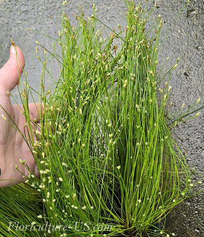 Fiber Optic Grass, Isolepis Cernua, Single Cell Starter Live Plant for sale