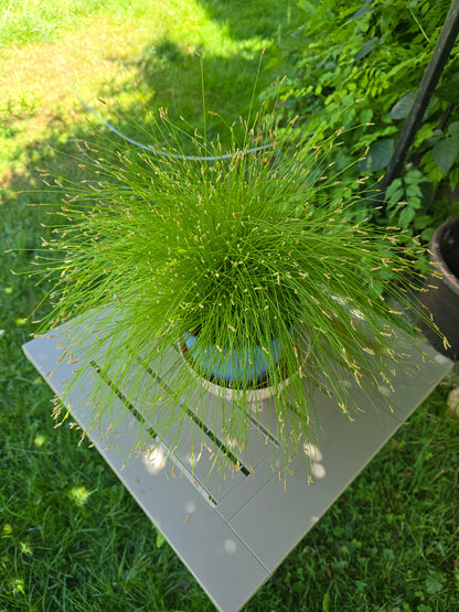 Live Isolepis Cernua for sale
