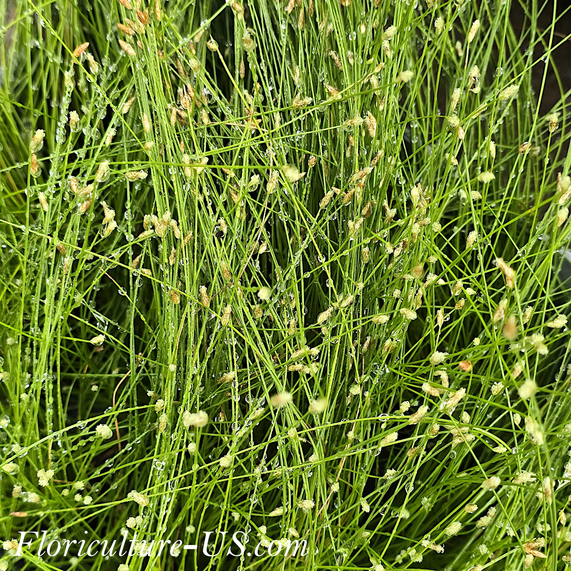 Fiber Optic Grass, Isolepis Cernua, Single Cell Starter Live Plant  for sale