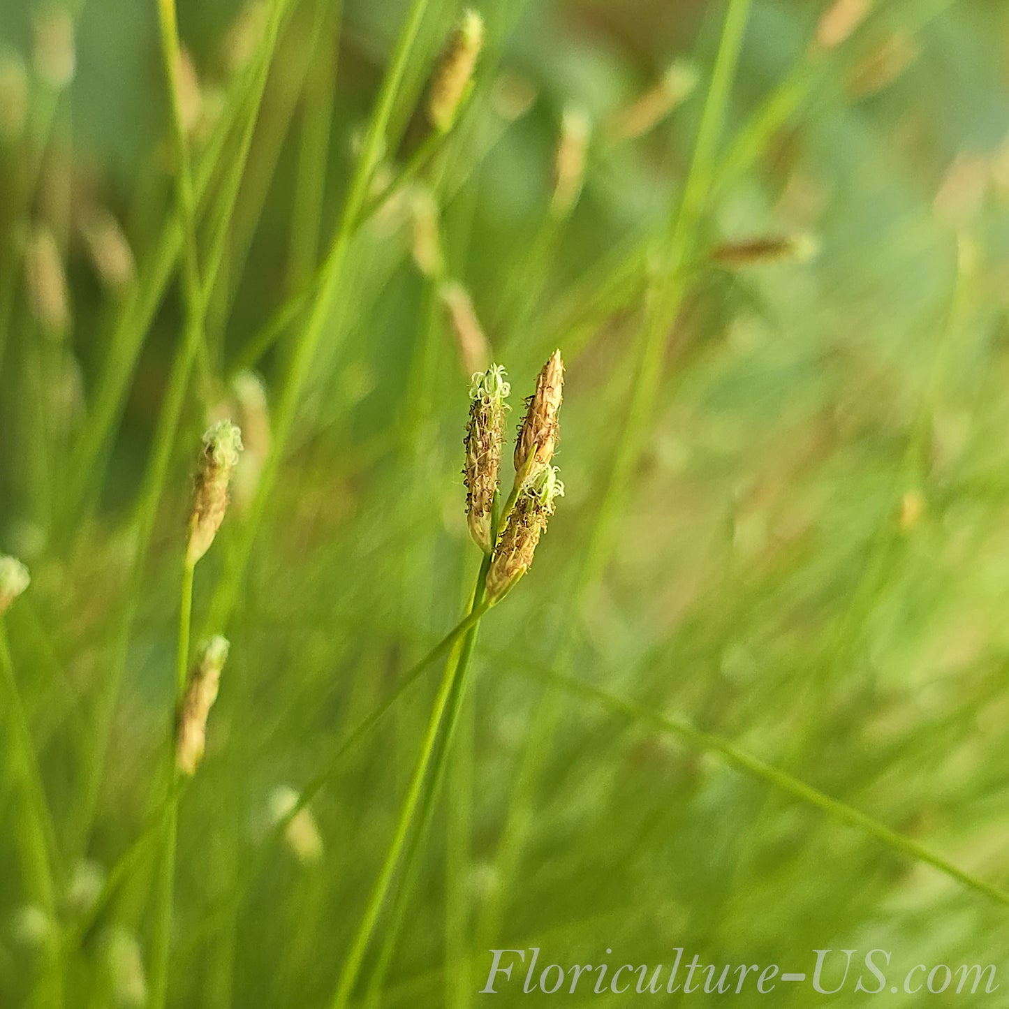 Isolepis Cernua Grass macro photo