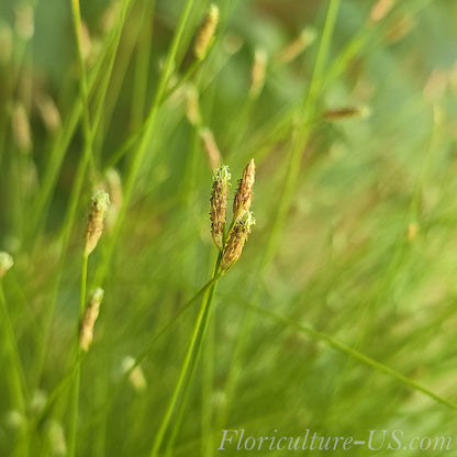 Isolepis Cernua Grass macro photo