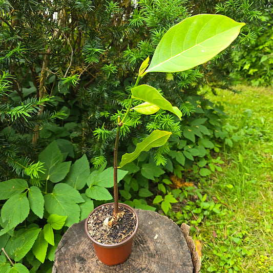 Jackfruit - Live Plant, Tropical Fruit Tree