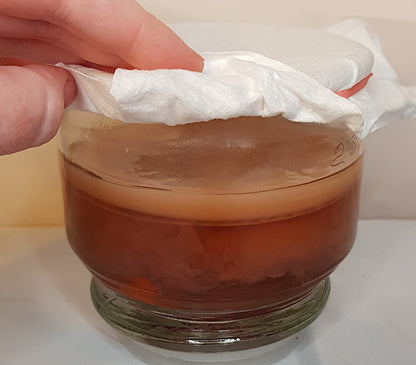 Kombucha SCOBY