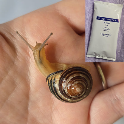 One Grove Snail, Cepaea Nemoralis for sale with ice pack