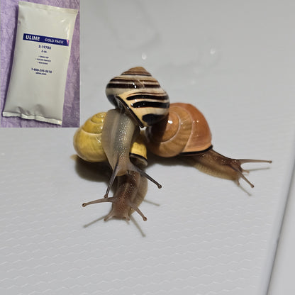 Three Land Snails with Ice Pack for sale