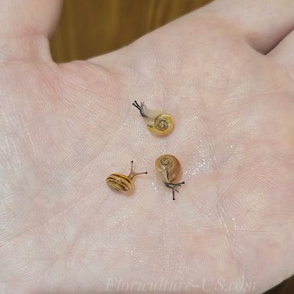 Various Baby Grove Snails Cepaea Nemoralis