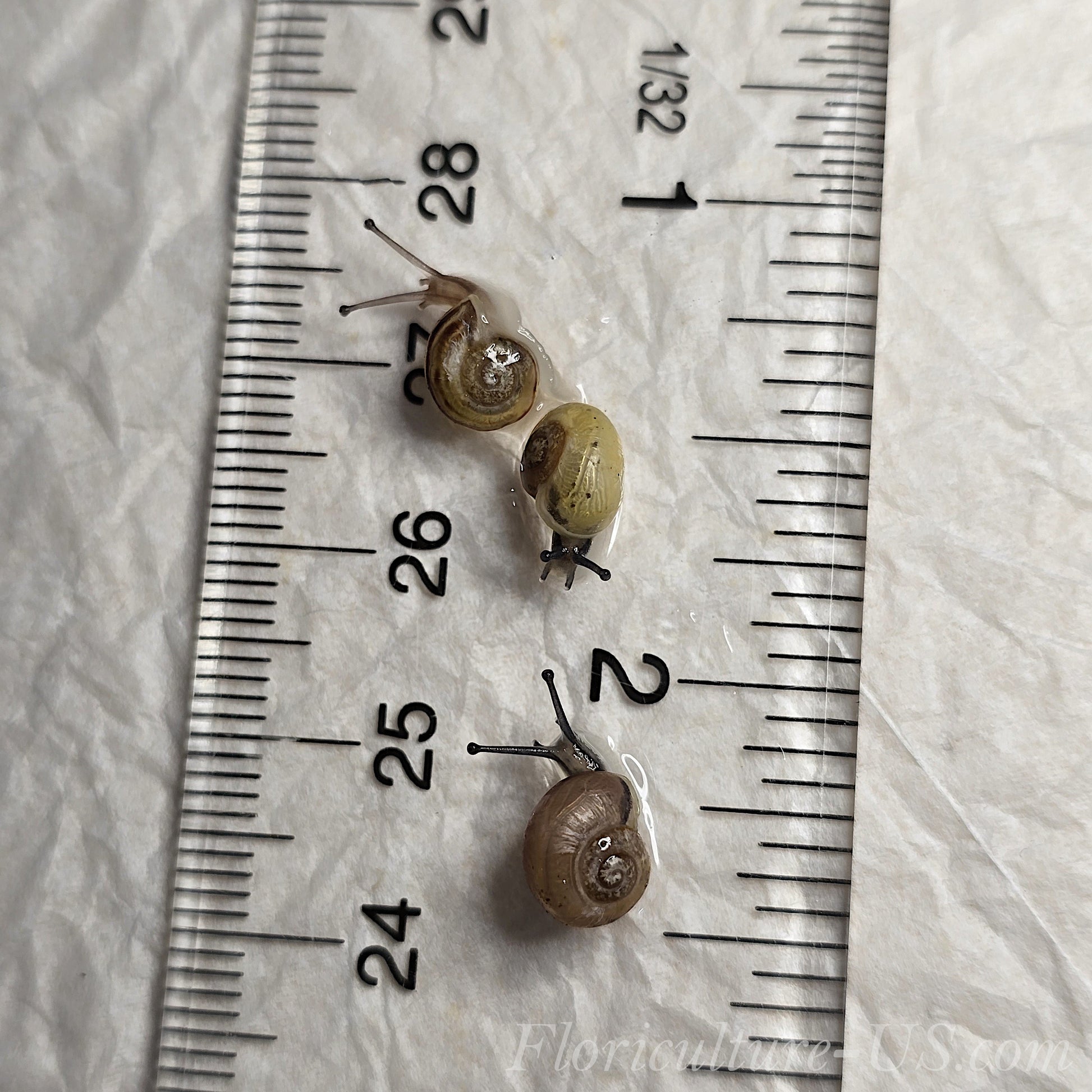 Three Various Baby Grove Snails Cepaea Nemoralis for sale