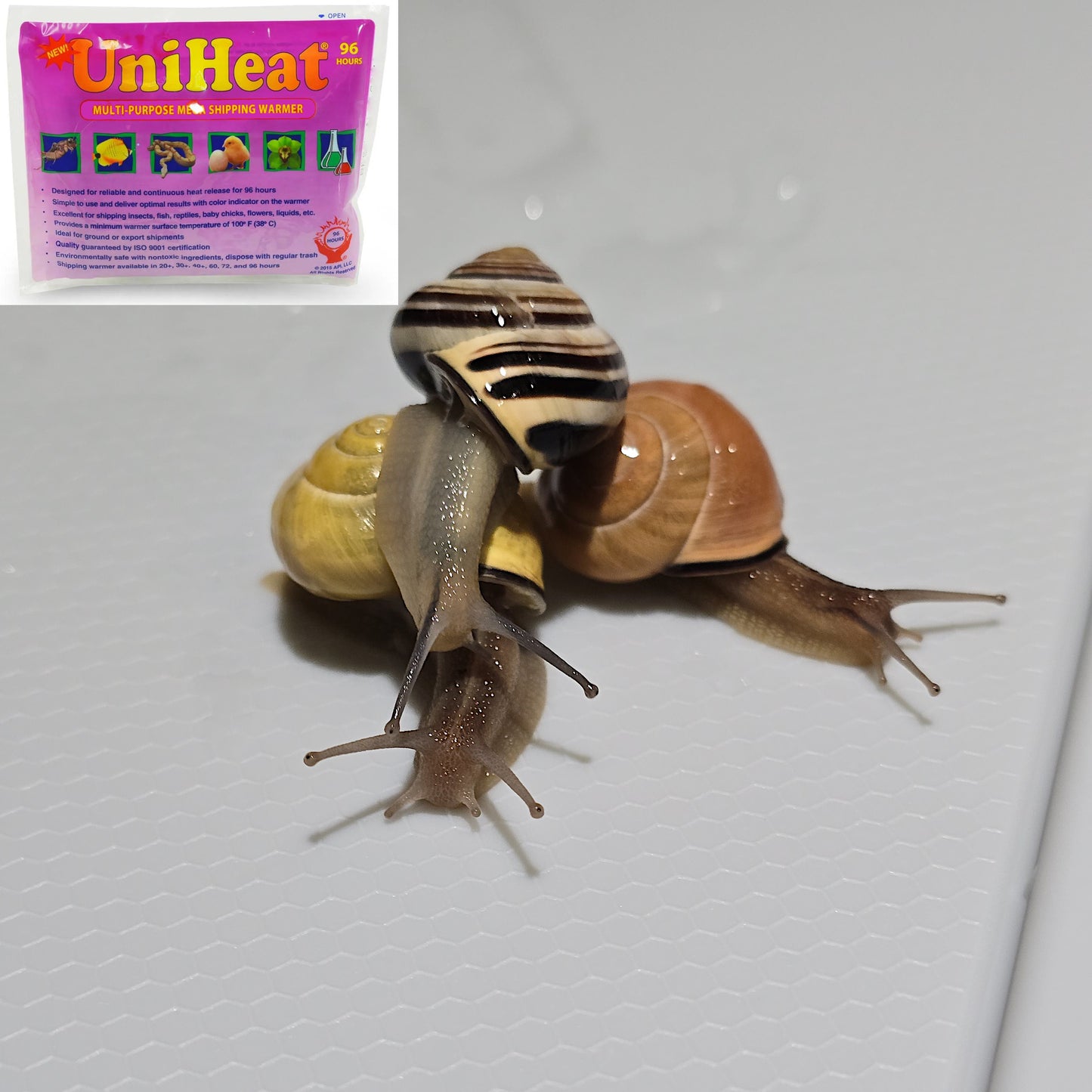 Three Land Snails with Heat Pack for sale