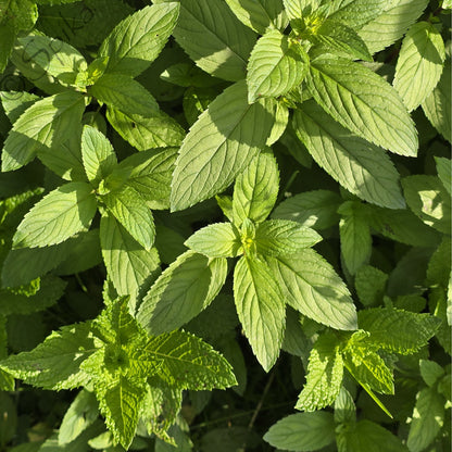 The box of live Mint (Peppermint and Spearmint ), Herb