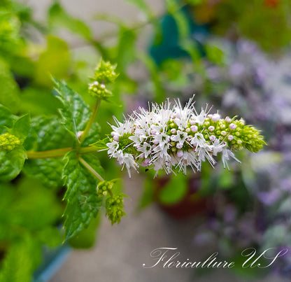 Mentha Spearmint (Spicata), Unrooted Cuttings, Herb