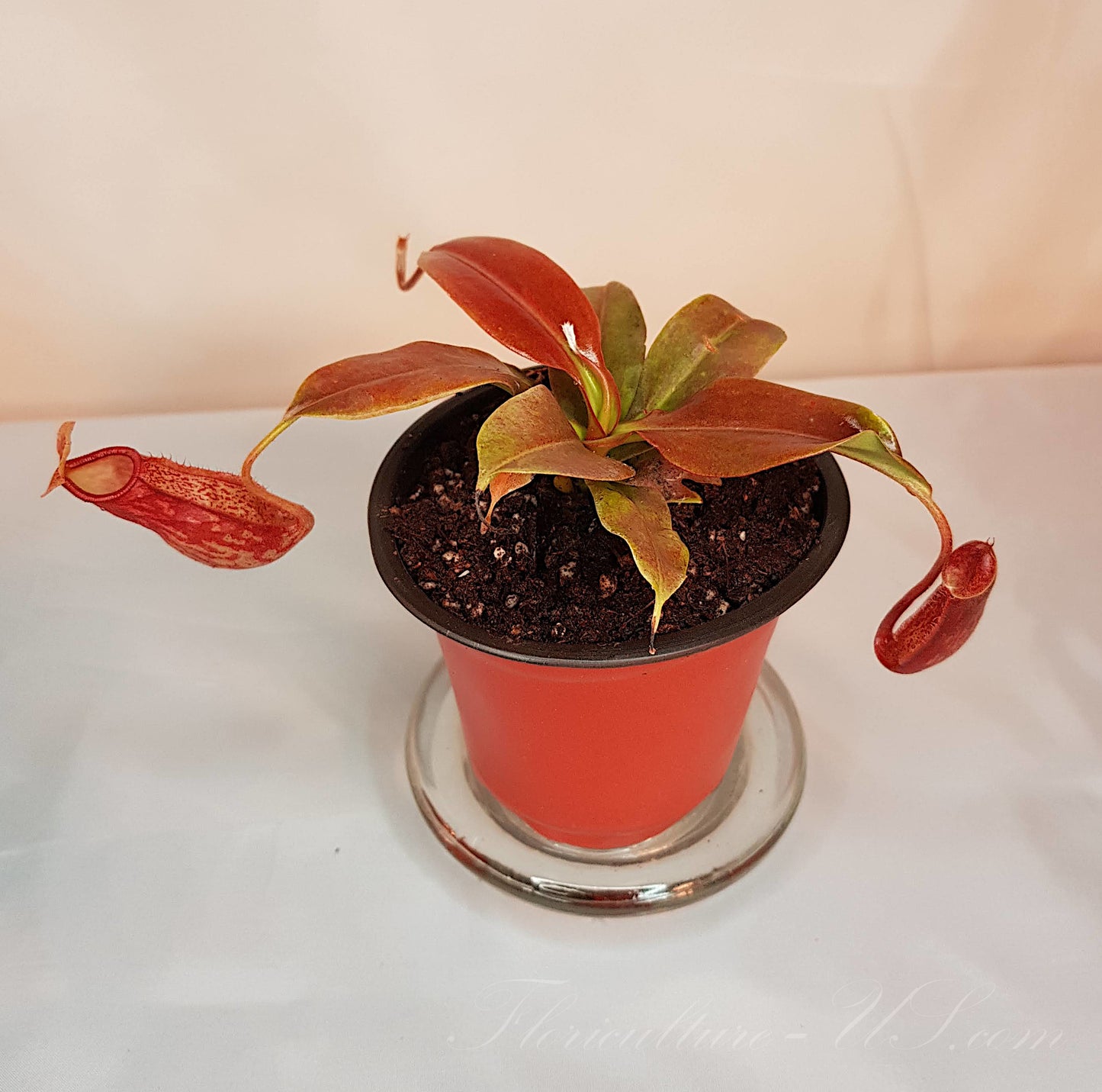 Nepenthes 'St. Gaya' 3.5" pot, Pitcher Plant, Live Plant, Carnivorous Plant