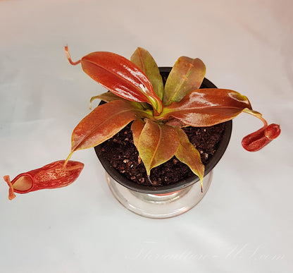 Nepenthes 'St. Gaya' 3.5" pot, Pitcher Plant, Live Plant, Carnivorous Plant