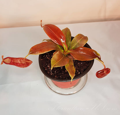 Nepenthes 'St. Gaya' 3.5" pot, Pitcher Plant, Live Plant, Carnivorous Plant