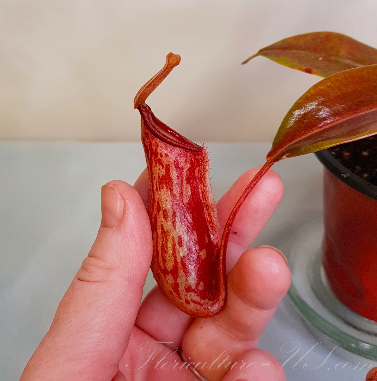 Nepenthes 'St. Gaya' 2" pot, Pitcher Plant, Live Plant, Carnivorous Plant