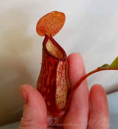 Nepenthes 'St. Gaya' 2" pot, Pitcher Plant, Live Plant, Carnivorous Plant