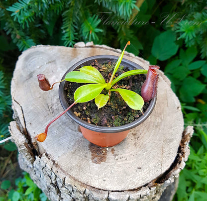 Nepenthes Lowii x Ventricosa Red, Pitcher Plant, Live Plant, Carnivorous Plant