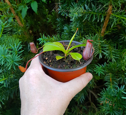 Nepenthes Lowii x Ventricosa Red, Pitcher Plant, Live Plant, Carnivorous Plant