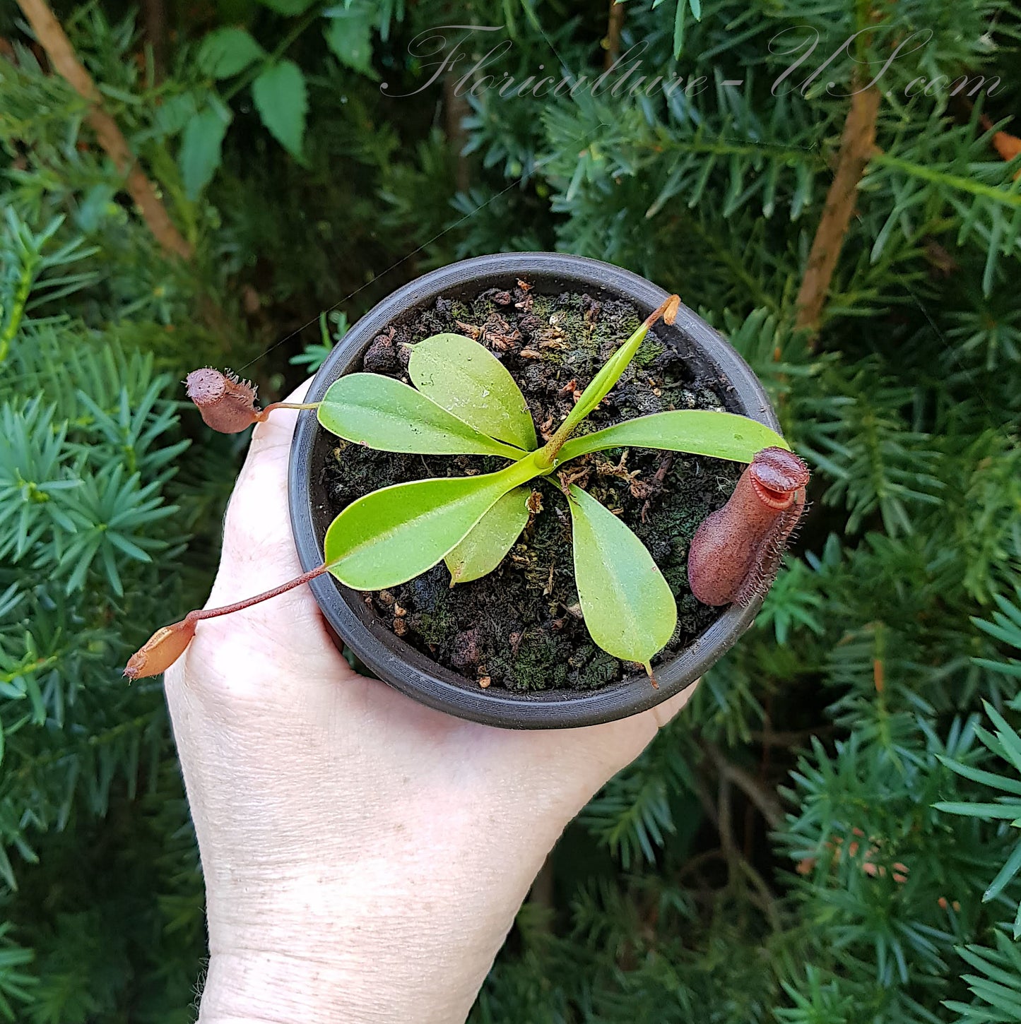 Nepenthes Lowii x Ventricosa Red, Pitcher Plant, Live Plant, Carnivorous Plant