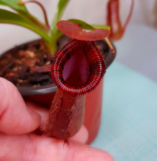 Nepenthes lowii Ventricosa Red, Pitcher Plant, Live Plant, Carnivorous Plant