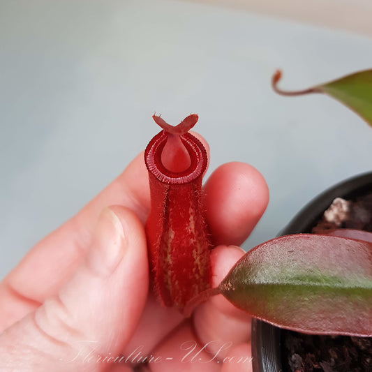 Nepenthes x 'Bloody Mary', Pitcher Plant, Live Plant, Carnivorous Plant