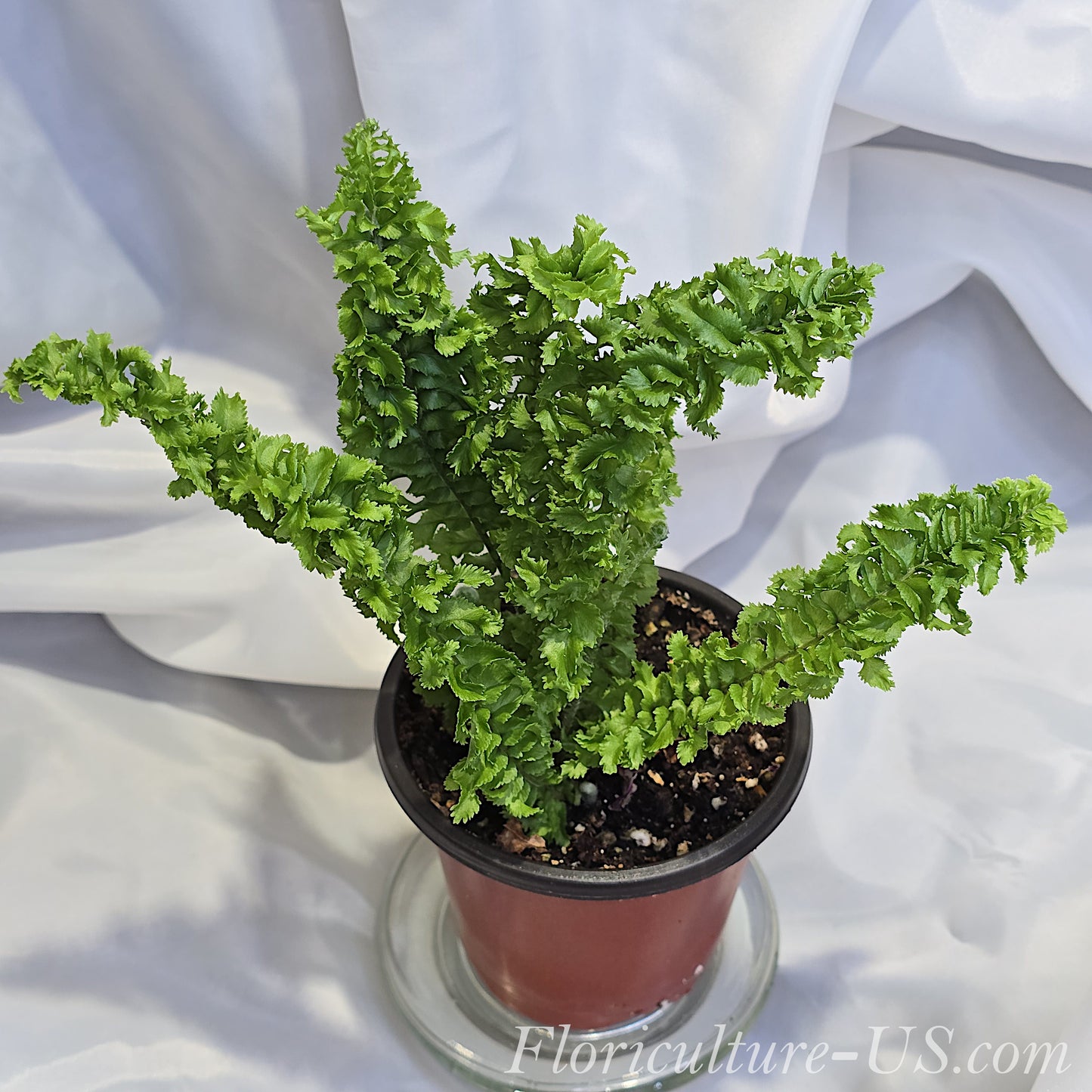 Nephrolepis Exaltata 'Twirly Whirly'