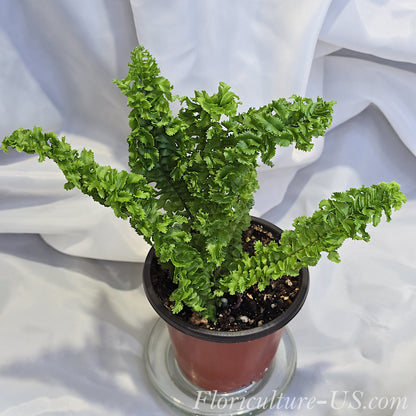 Nephrolepis Exaltata 'Twirly Whirly'